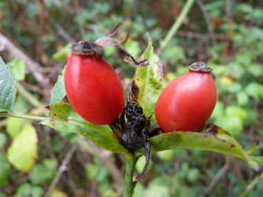 Fruits rouges à maturité appelés cynorrhodons. Agrandir dans une nouvelle fenêtre (ou onglet)